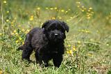 BOUVIER DES FLANDRES 465